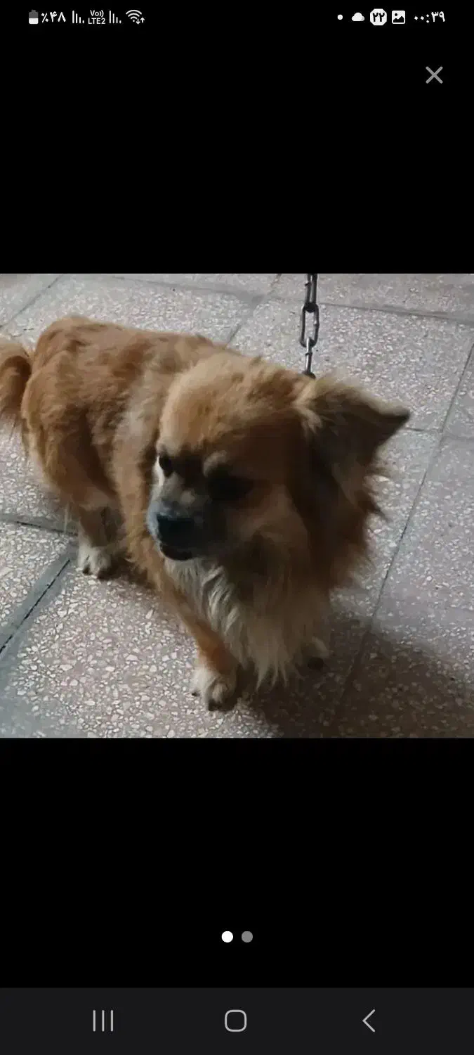 سگ گمشده|حیوانات|شاهرود, |دیوار