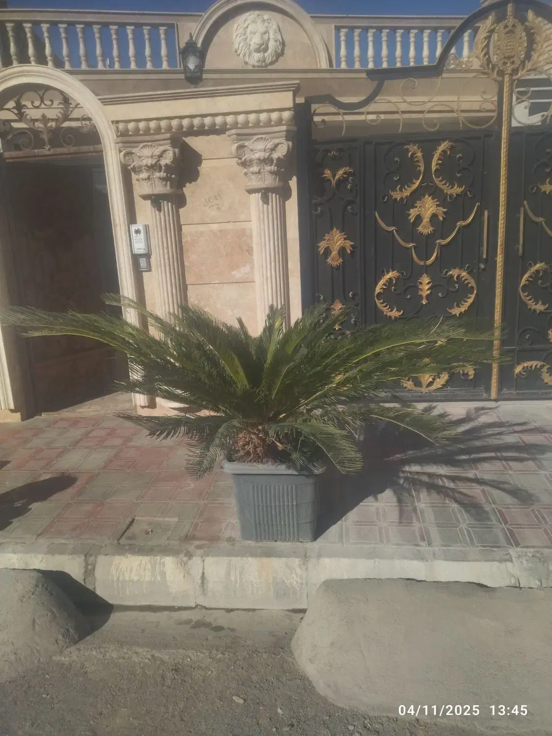 گل سیکاس|گل و گیاه طبیعی|بیرجند, |دیوار