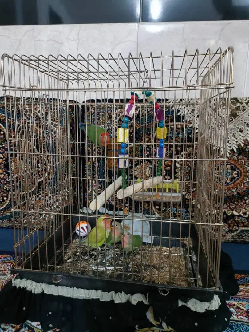 طوطی برزیلی و جوجه|پرنده|کرمانشاه, |دیوار