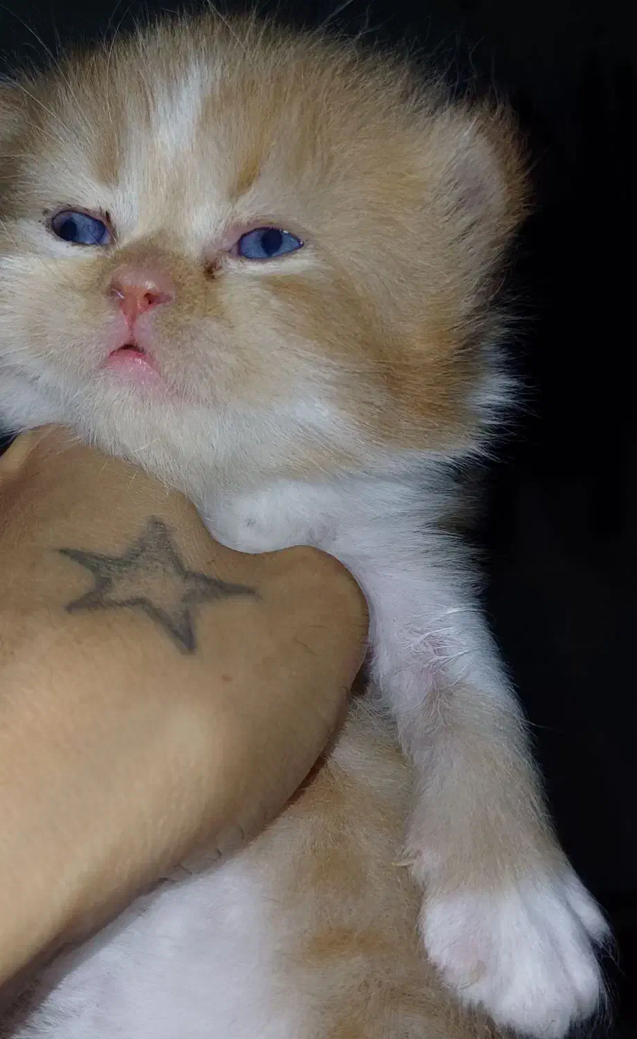 گربه پرشین|گربه|گرگان, |دیوار