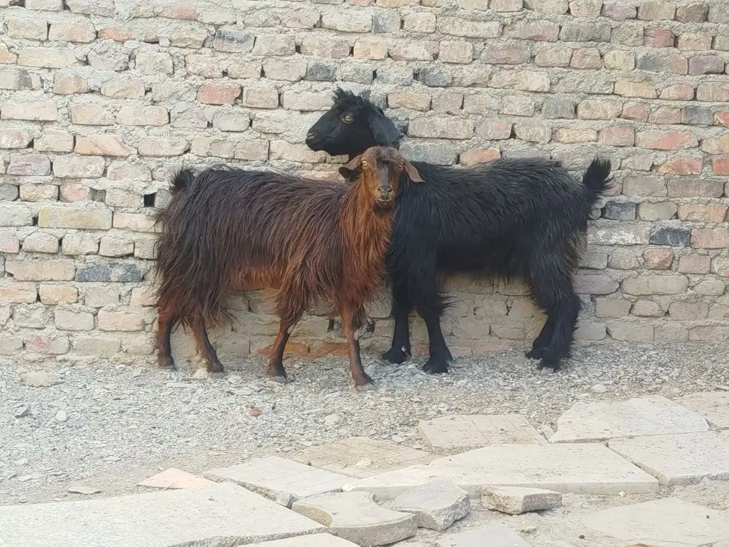 دو تا بز جوان و سالم|حیوانات مزرعه|زاهدان, |دیوار