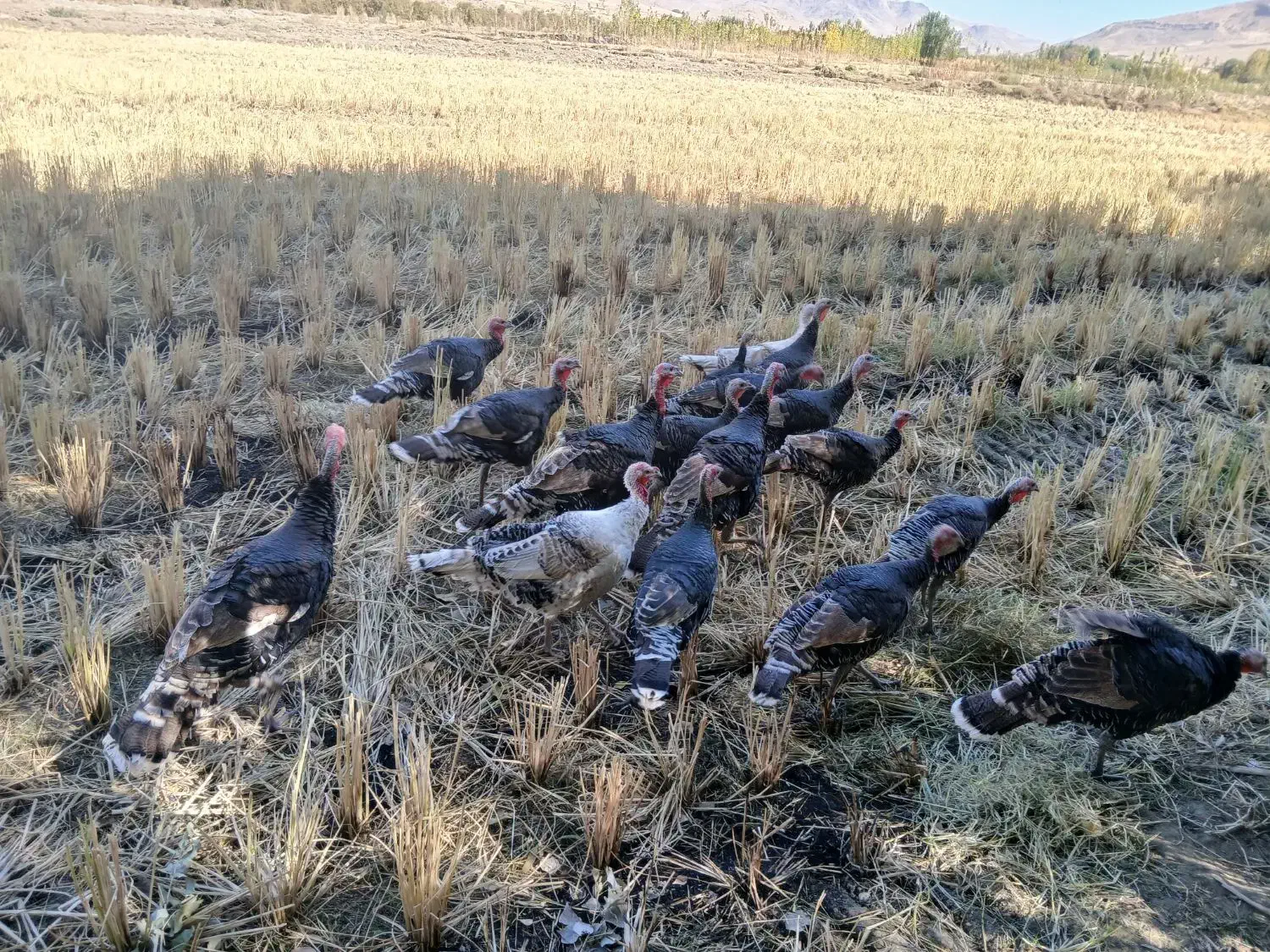 بوقلمون محلی|حیوانات مزرعه|صحنه, |دیوار