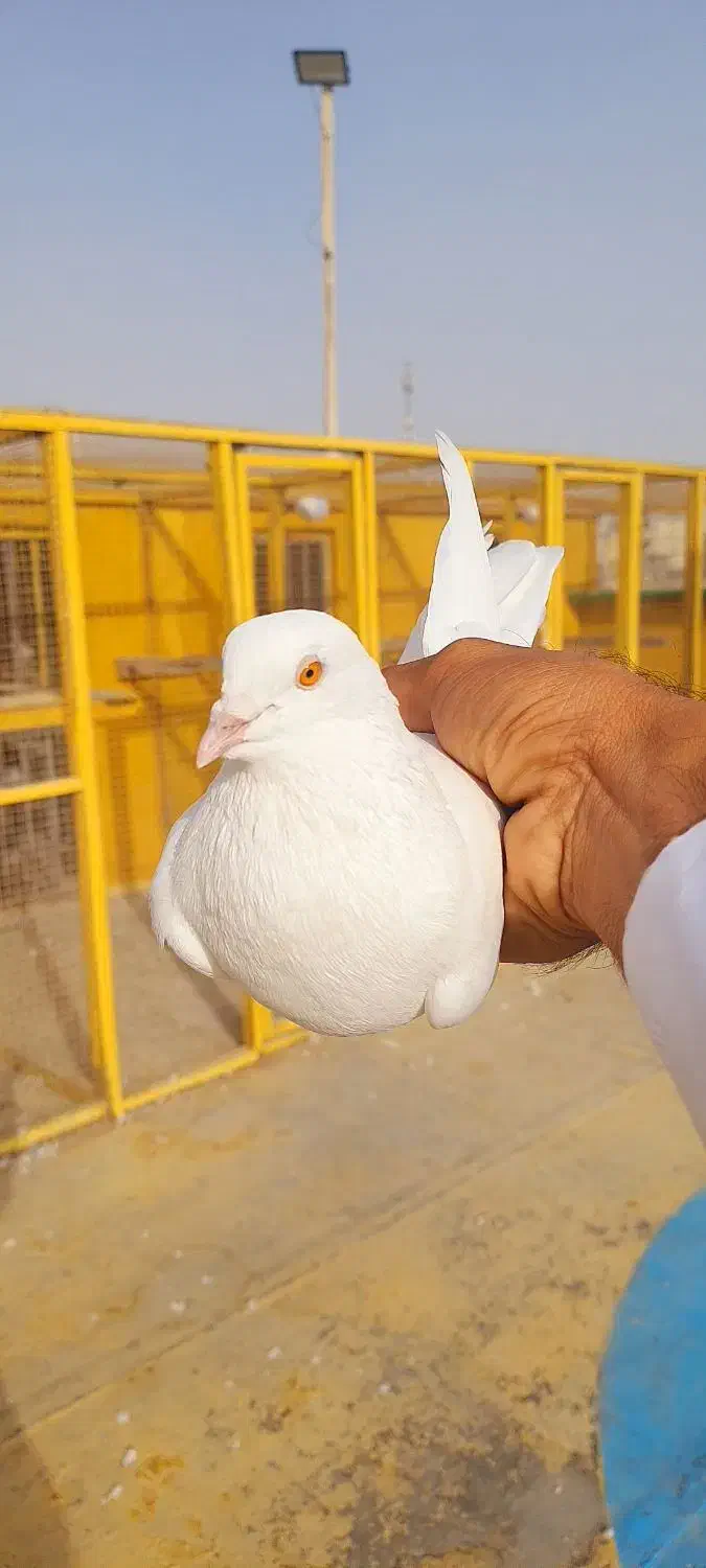 کبوتر پاکستانی|پرنده|چابهار, |دیوار