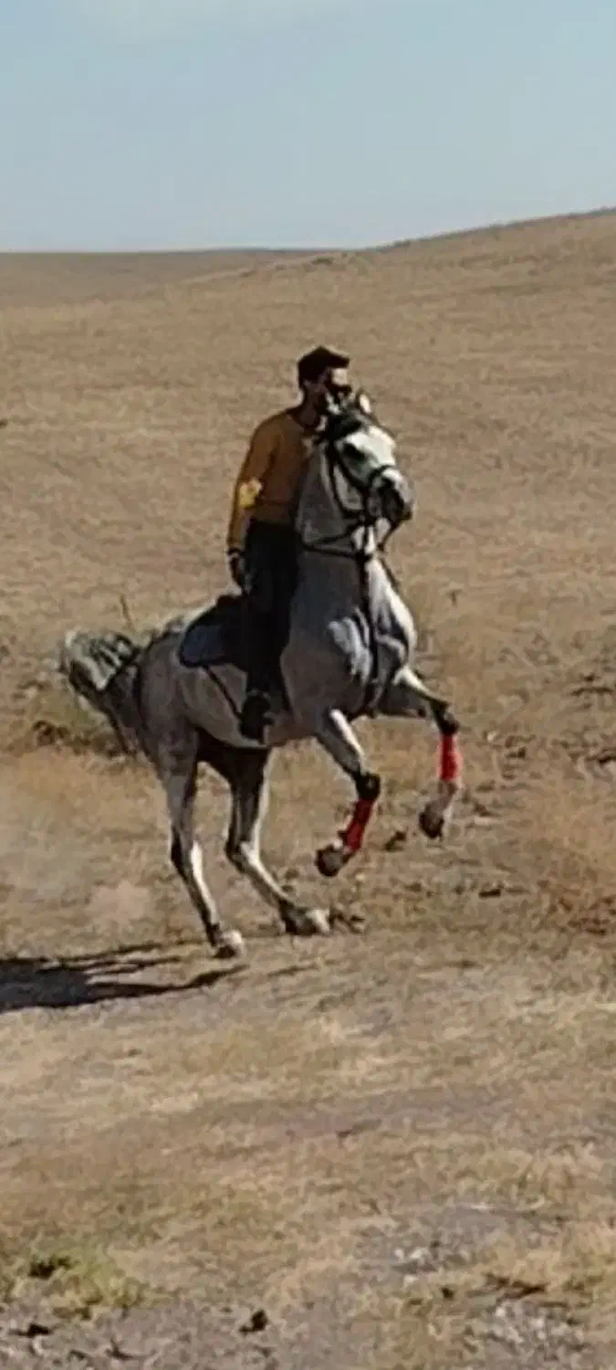 راه اندازی کره تا اتمام سواری|اسب و تجهیزات اسبسواری|الوند, |دیوار