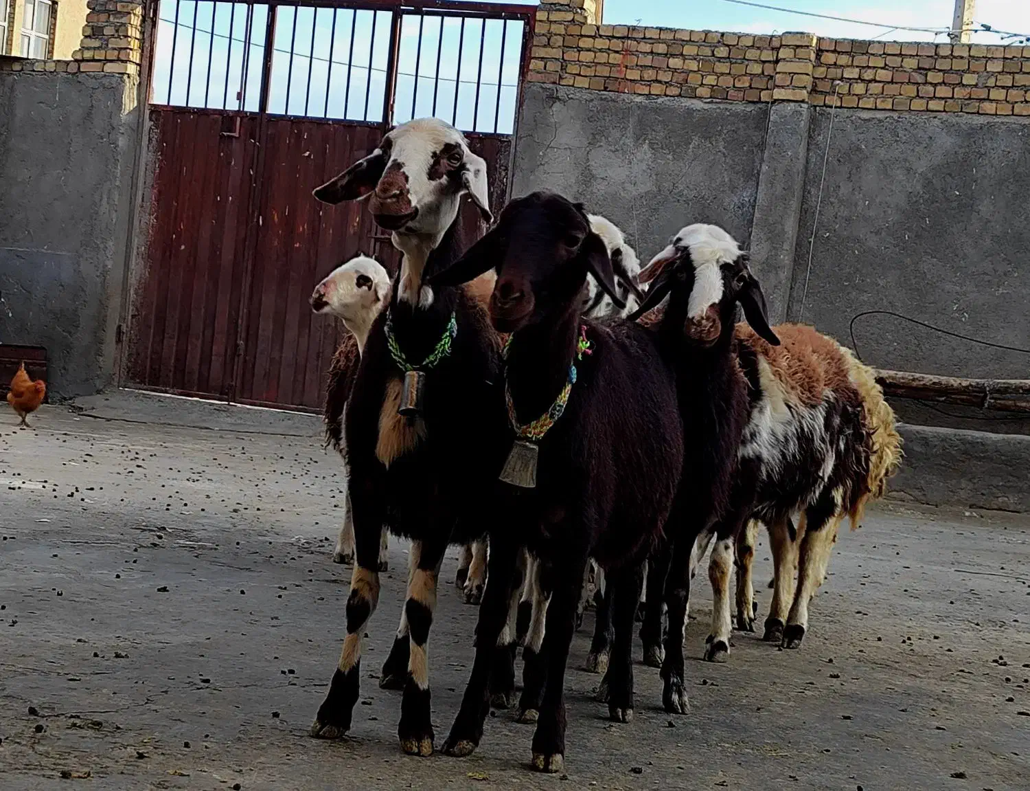 بره ماده عتیقه|حیوانات مزرعه|بروجرد, |دیوار