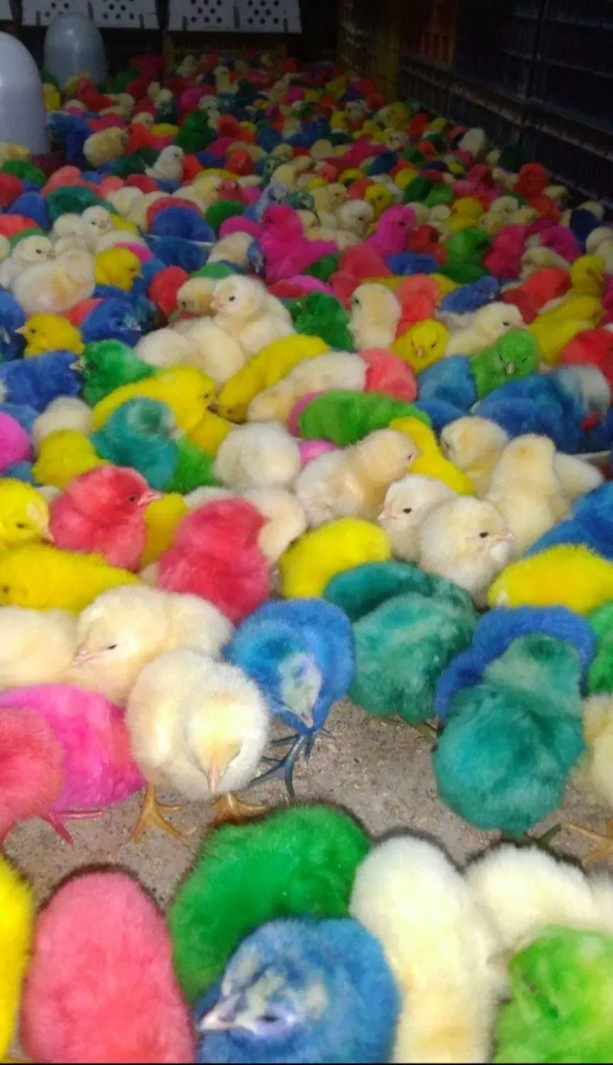 جوجه رنگی عمده ارسال به شهرستان|حیوانات مزرعه|مشهد, شهید قربانی|دیوار