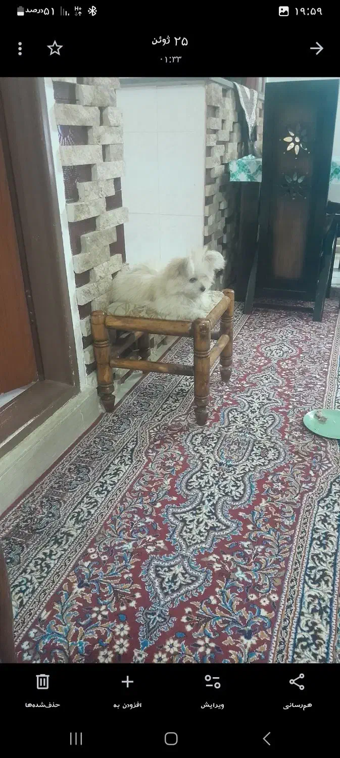 سگ پامر اشپیتز|سگ|اردبیل, |دیوار