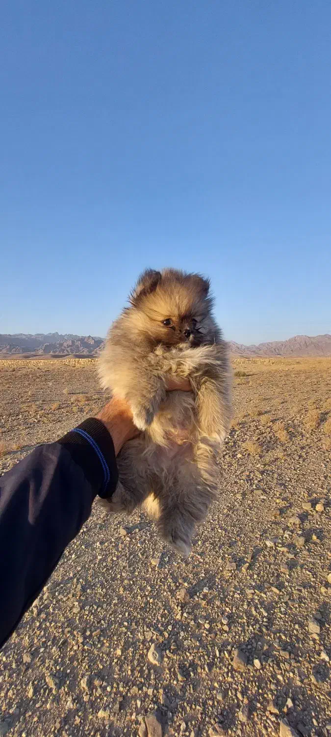 واگذاری دو توله سگ پامرانین اصیل|سگ|خلیل آباد, |دیوار