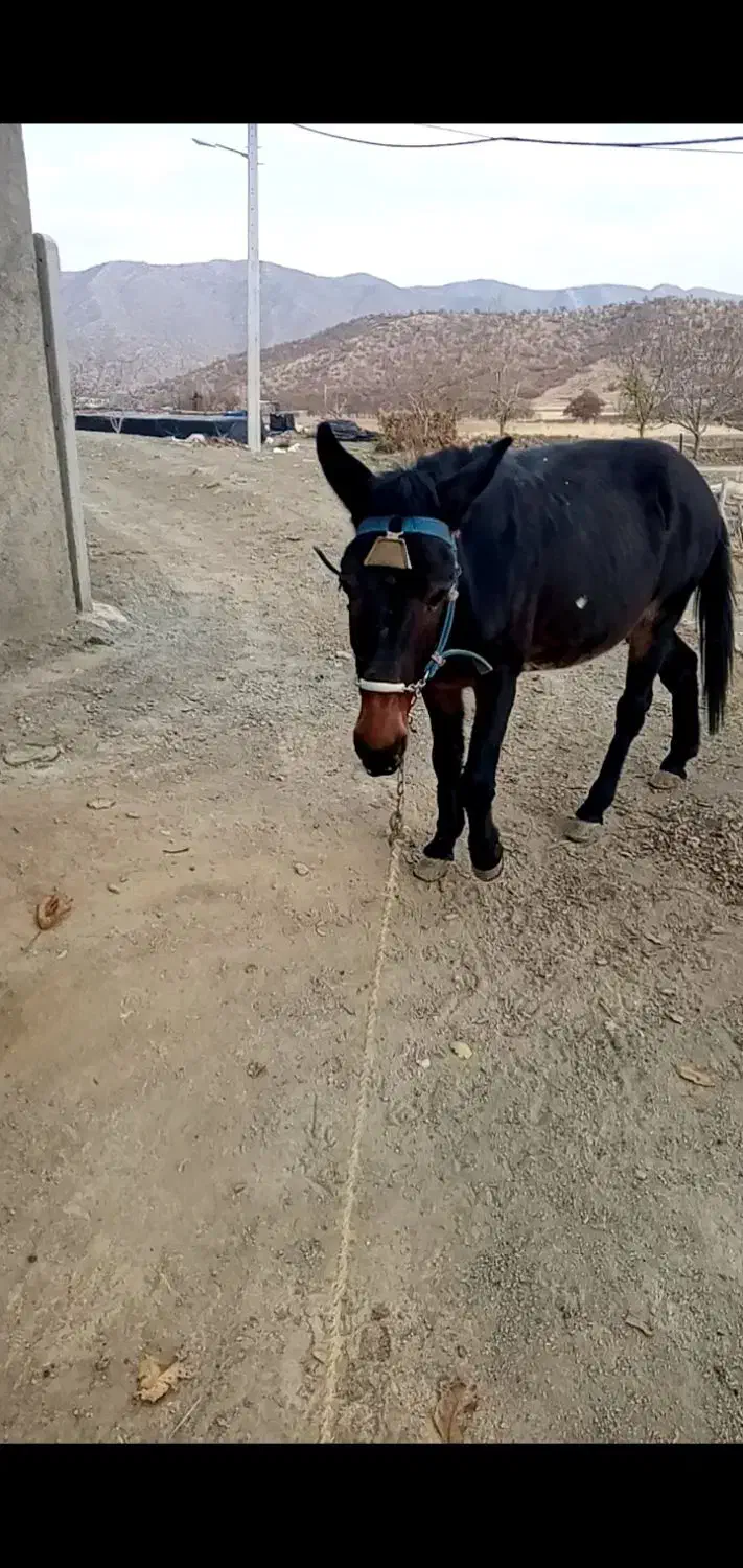 قاطر فروشی|اسب و تجهیزات اسبسواری|مریوان, |دیوار