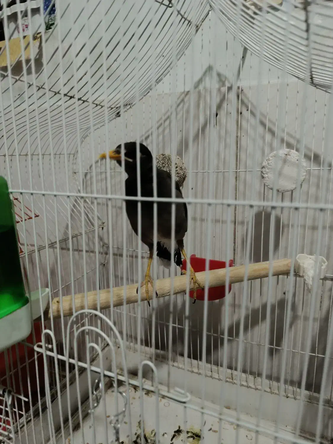 مرغ مینا افغان تقریبا۶ماهه|پرنده|کرمان, |دیوار