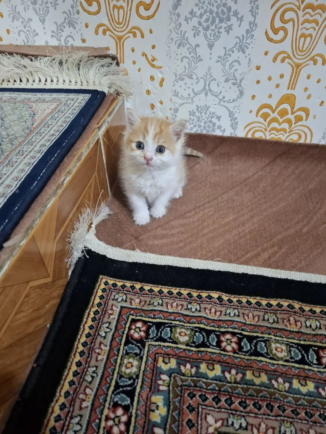 گربه|گربه|اردبیل, |دیوار