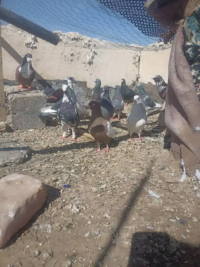 کبوتر|پرنده|میرجاوه, |دیوار