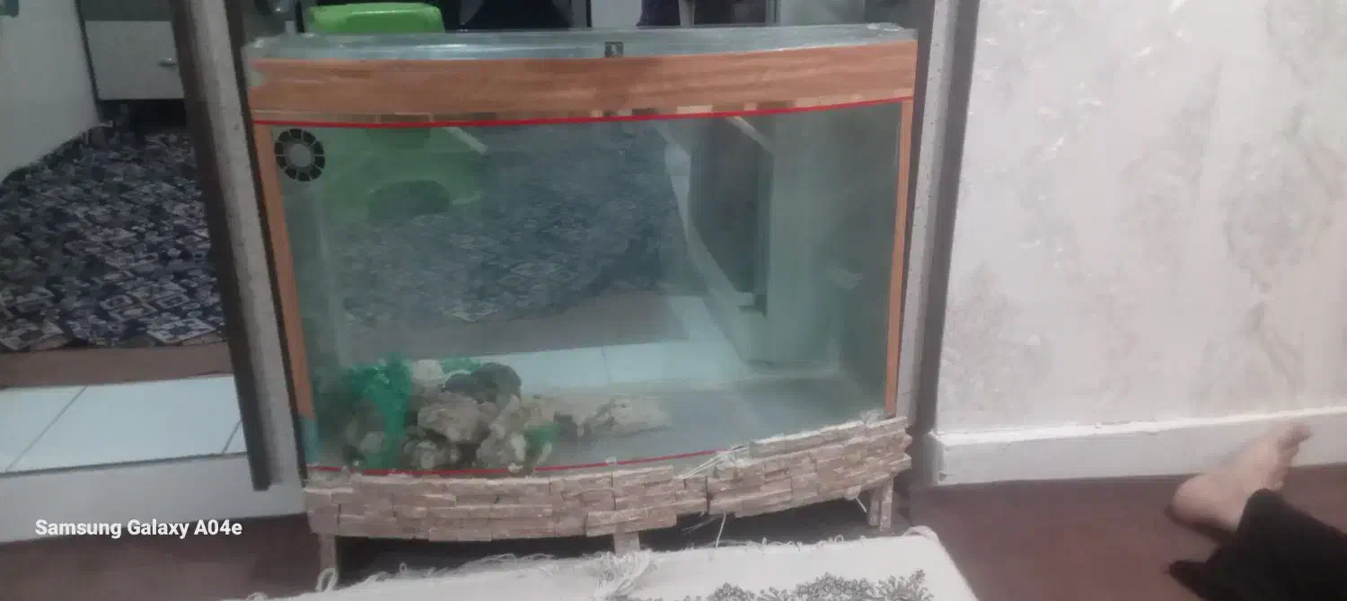 آکواریوم معاوضه با قناری|ماهی|زنجان, |دیوار