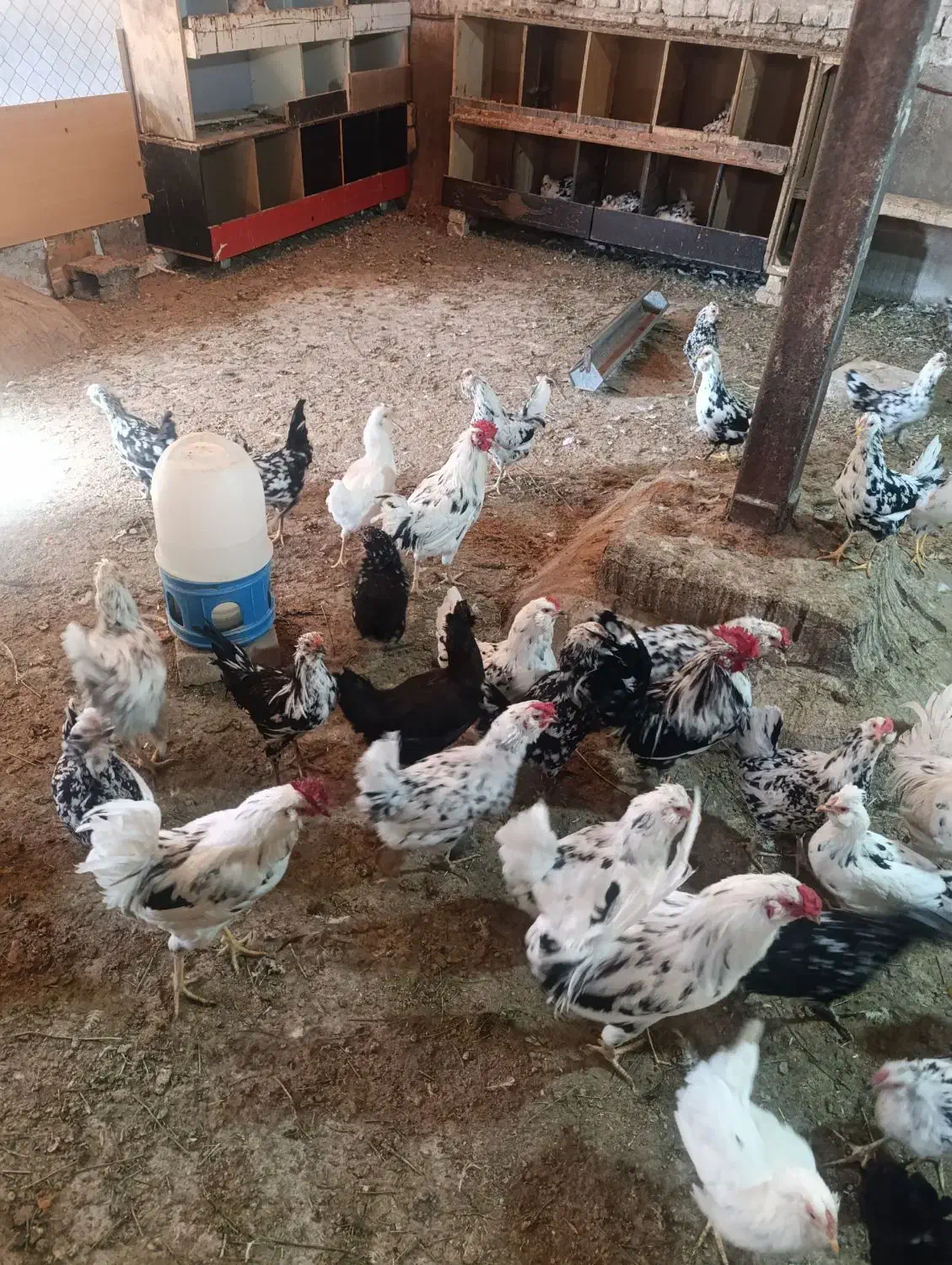 تخم مرغ گلین نطفه دار|حیوانات مزرعه|قم, آزادگان|دیوار