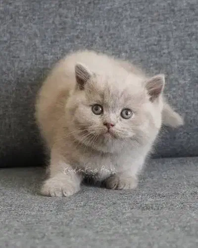 بچه گربه های بریتیش لیلاک|گربه|شیراز, شهرک سراج|دیوار
