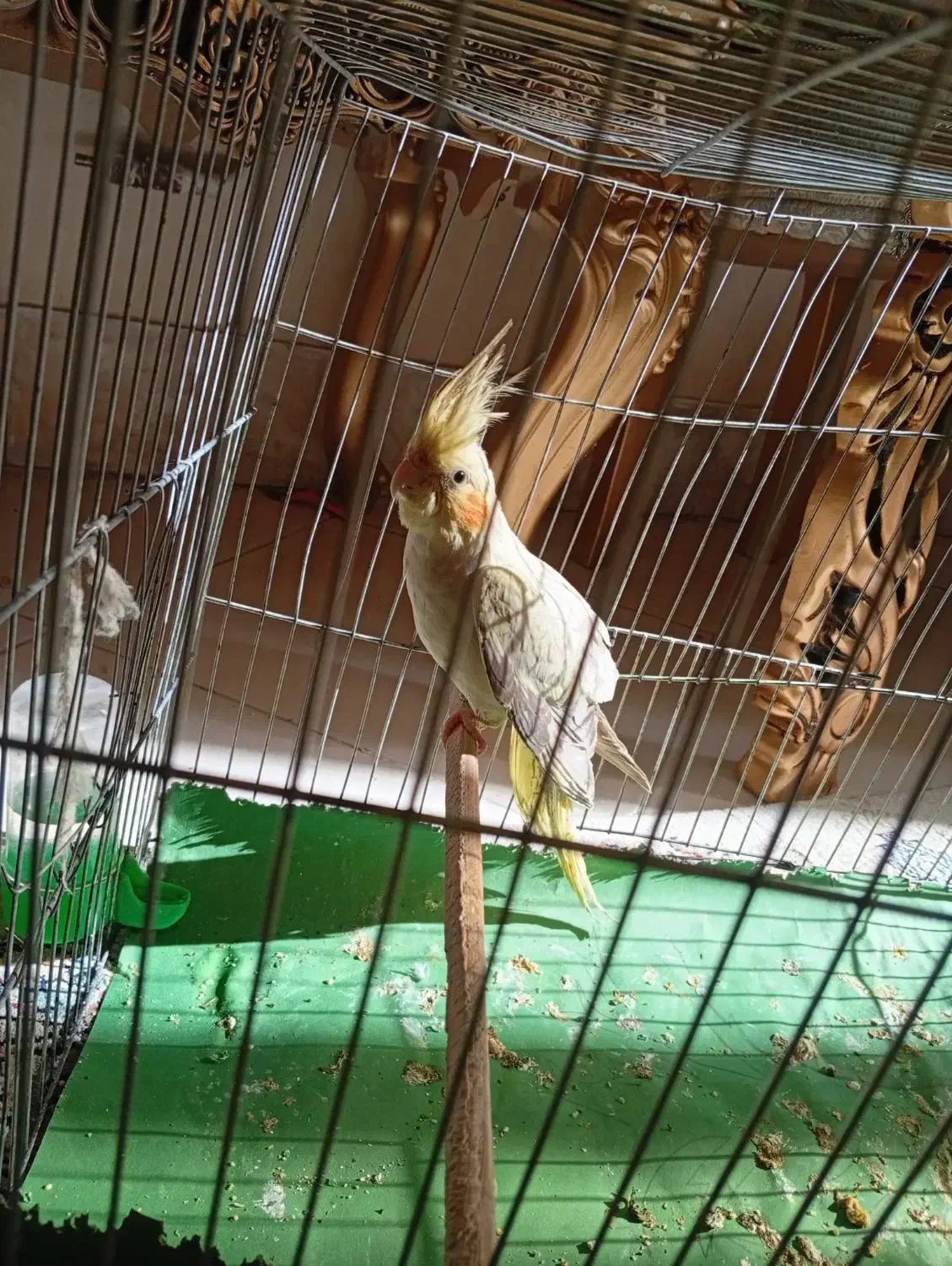 عروسک|اسباببازی بچه|سبزوار, فیاض|دیوار