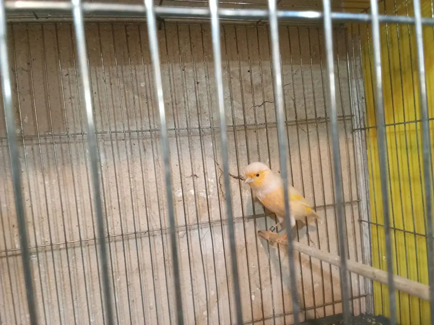 قناری|پرنده|کوار, |دیوار