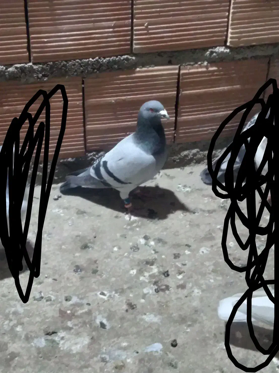 کبوتر مسافتی|پرنده|گنبد کاووس, |دیوار