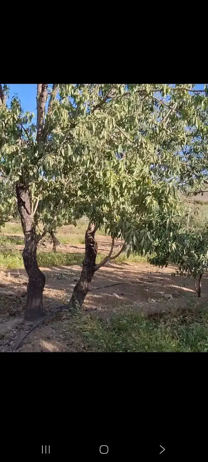فروش ۲۷۰۰متر باغ زیر قیمت استثنایی|فروش زمین و ملک کلنگی|اصفهان, شاهزاده ابراهیم|دیوار