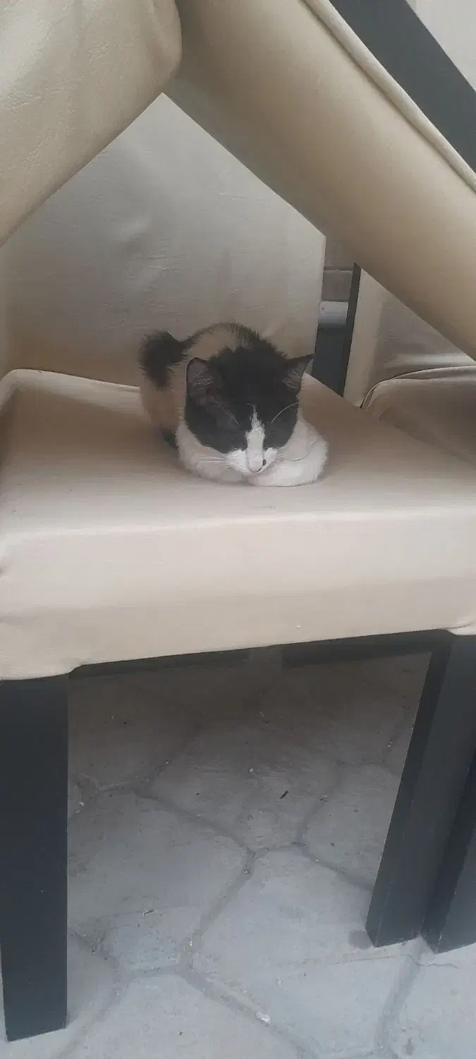 گربه خونگی واکسن زدا شده|گربه|مراغه, |دیوار