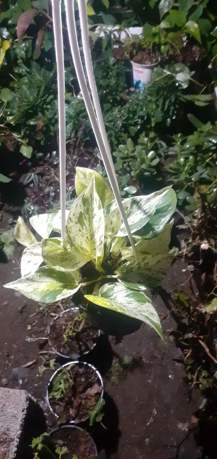 گل های گوناگون|گل و گیاه طبیعی|آستارا, |دیوار