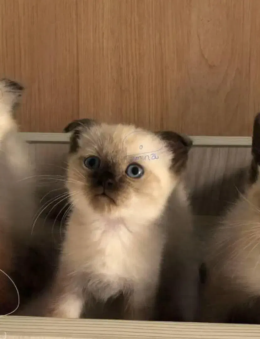 بچه گربه اسکاتیش|گربه|آمل, |دیوار