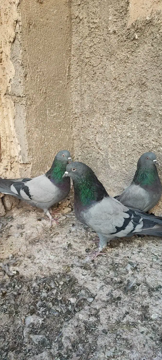 کبوتر سبز پرودولا نروماده|پرنده|بروجن, |دیوار