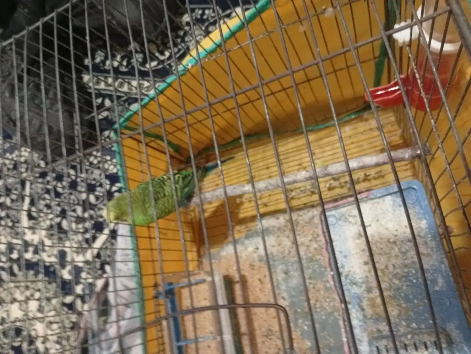 مرغ عشق|پرنده|اردبیل, |دیوار