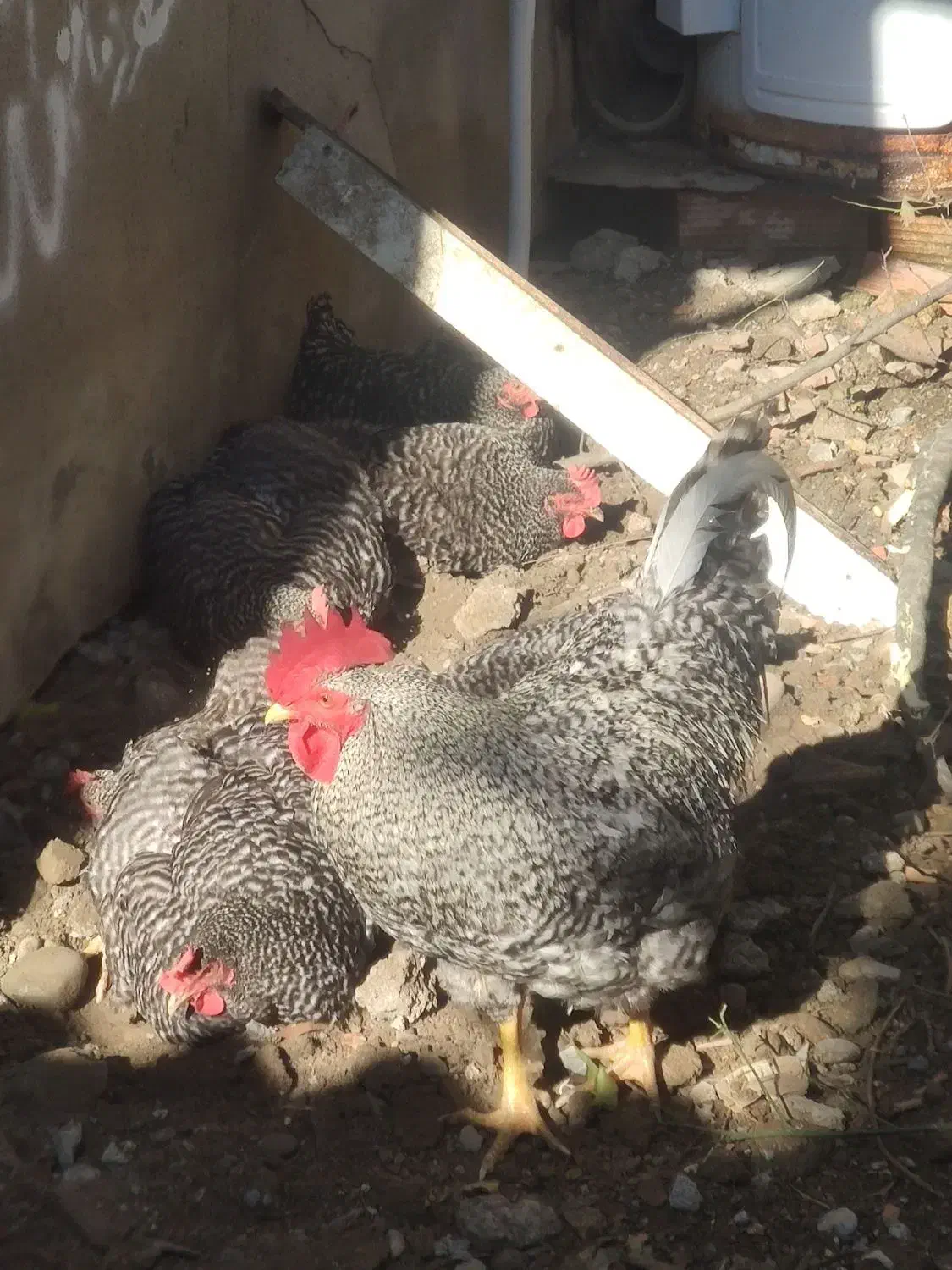 تخم نطفه دار امروک|حیوانات مزرعه|نوشهر, |دیوار