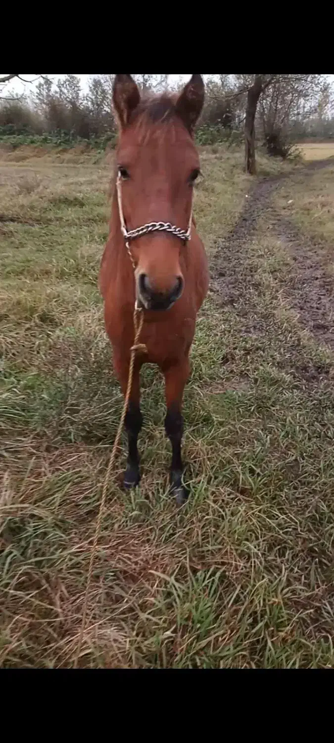 فروش اسب|اسب و تجهیزات اسب‌سواری|خمام, |دیوار