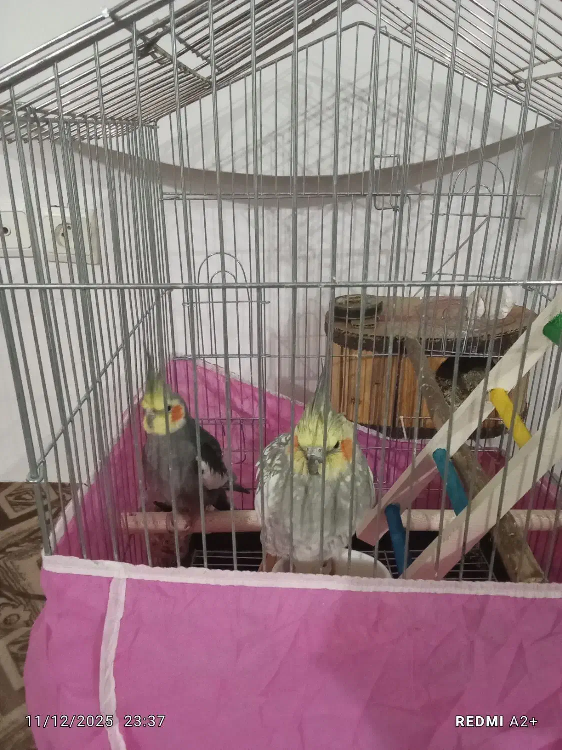 عروس هلندی 4500000|پرنده|سامان, |دیوار