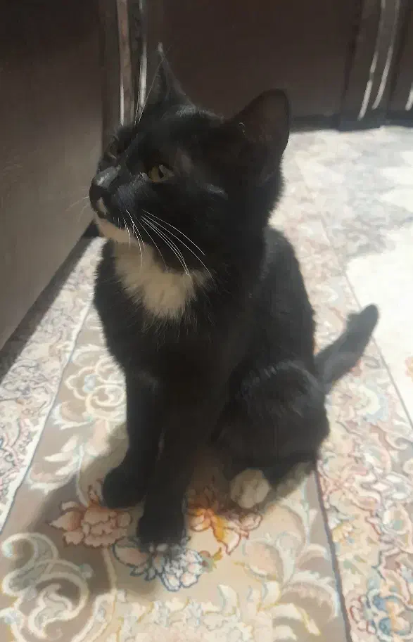 واگذاری|گربه|قزوین, |دیوار