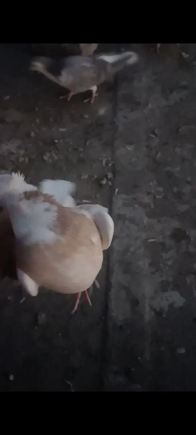 طوقی|پرنده|جیرفت, |دیوار