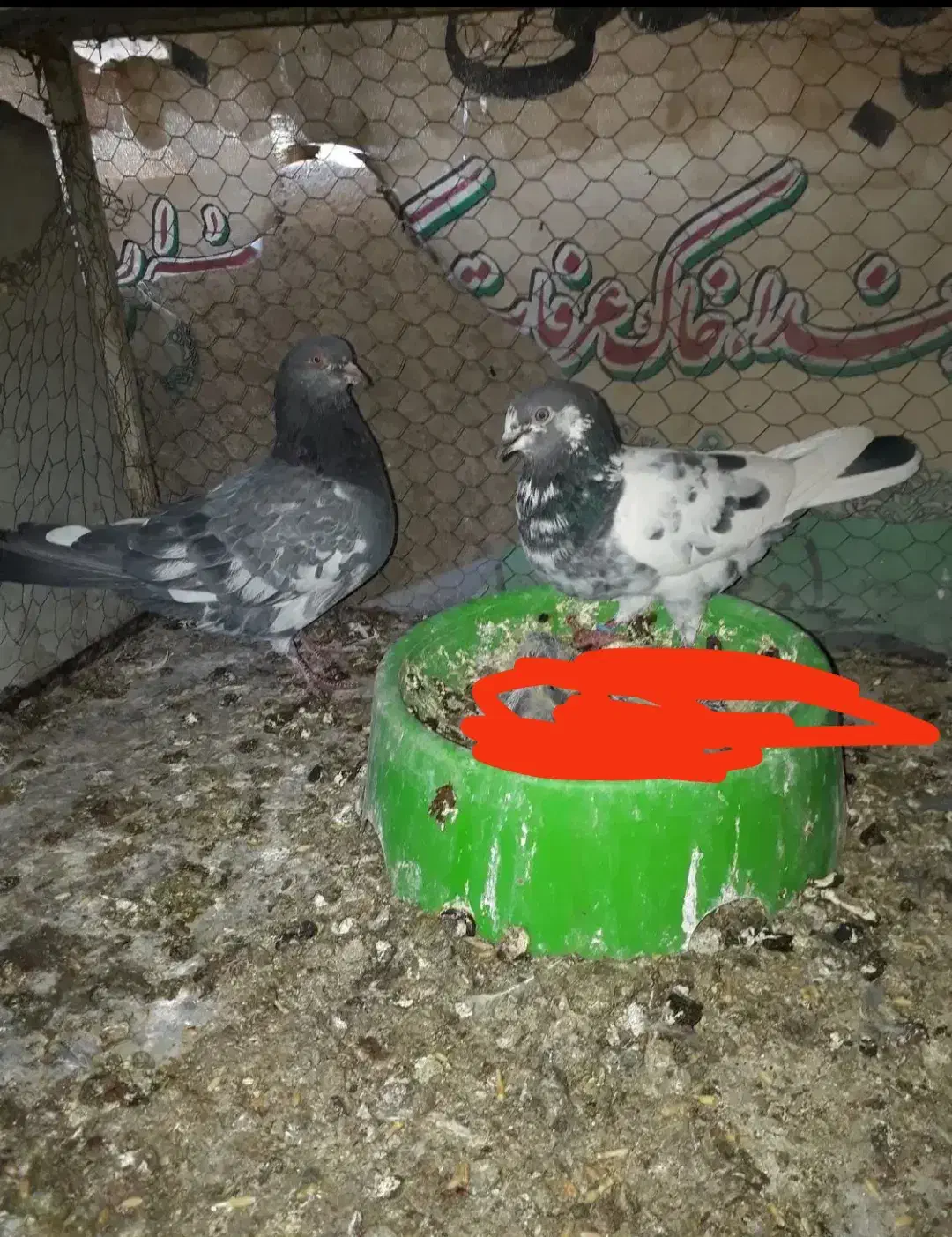 دوجفت‌کبوتر‌کاشونی‌اصل‌ویک‌جفت‌پاکستانی‌اصل|پرنده|بروجن, |دیوار