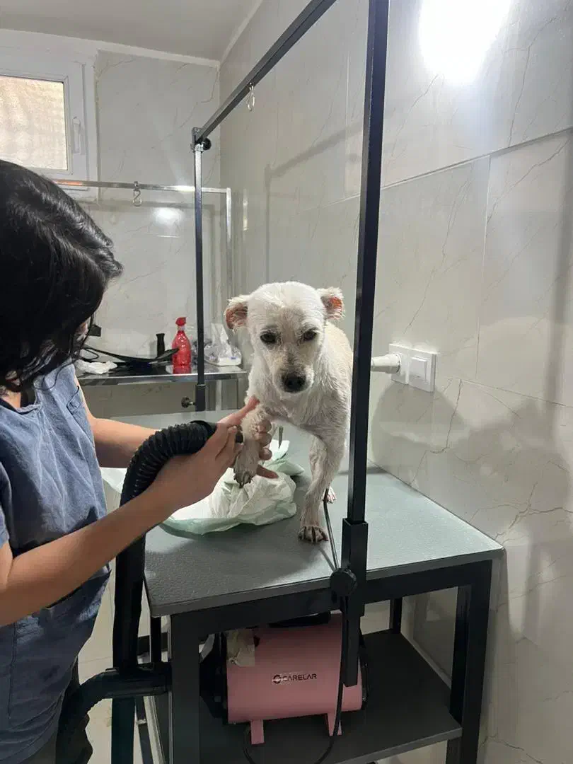 واگذاری سگ نژاد شیتزو تریر|سگ|محمدشهر, محمدشهر|دیوار