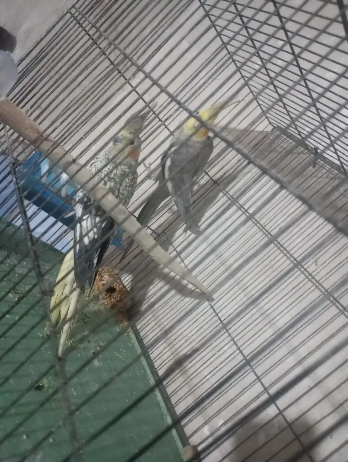 جفت مولد نر سخنگو|پرنده|هشترود, |دیوار