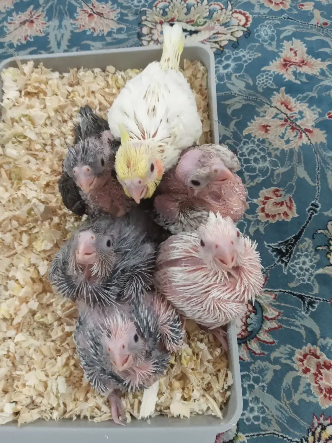 جوجه عروس هلندی سرلاکی - شهرک ولیعصر|پرنده|تهران, شهید رجایی|دیوار