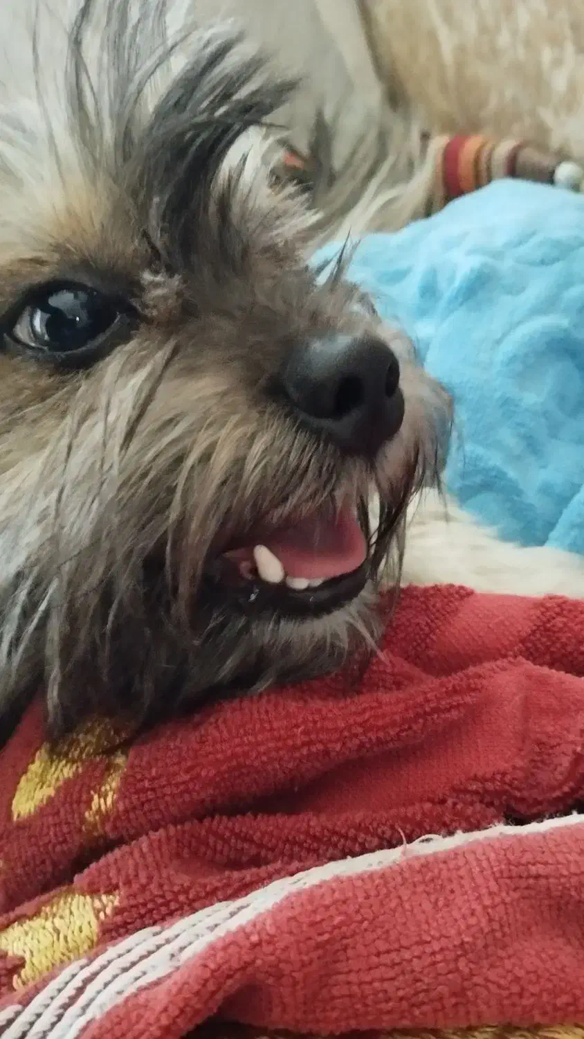 پت پامر شیتزو/۸ماهه/جنسیت نر/معاوضه با توله|سگ|گلستان (تهران), |دیوار