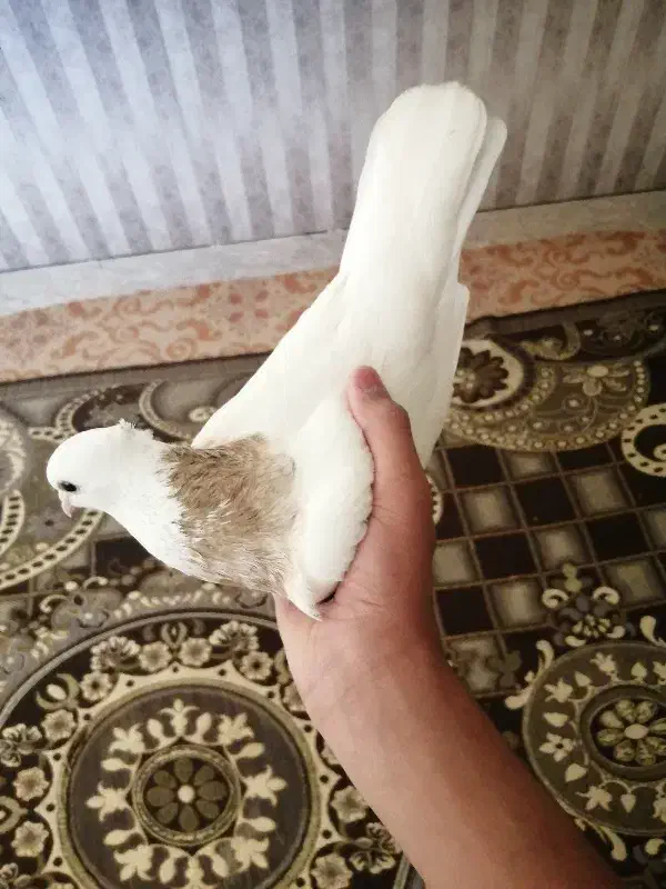 کبوتر|پرنده|سوسنگرد, |دیوار