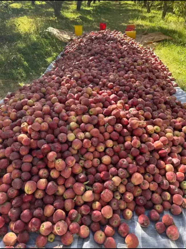 سیب درختی|حراج|مراغه, |دیوار
