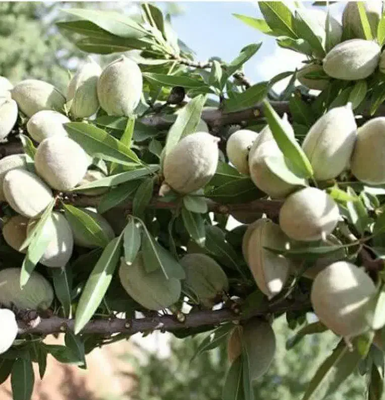 پیشفروش نهال بادام آذر باشرایط چک|خدمات باغبانی و درختکاری|صمصامی, |دیوار