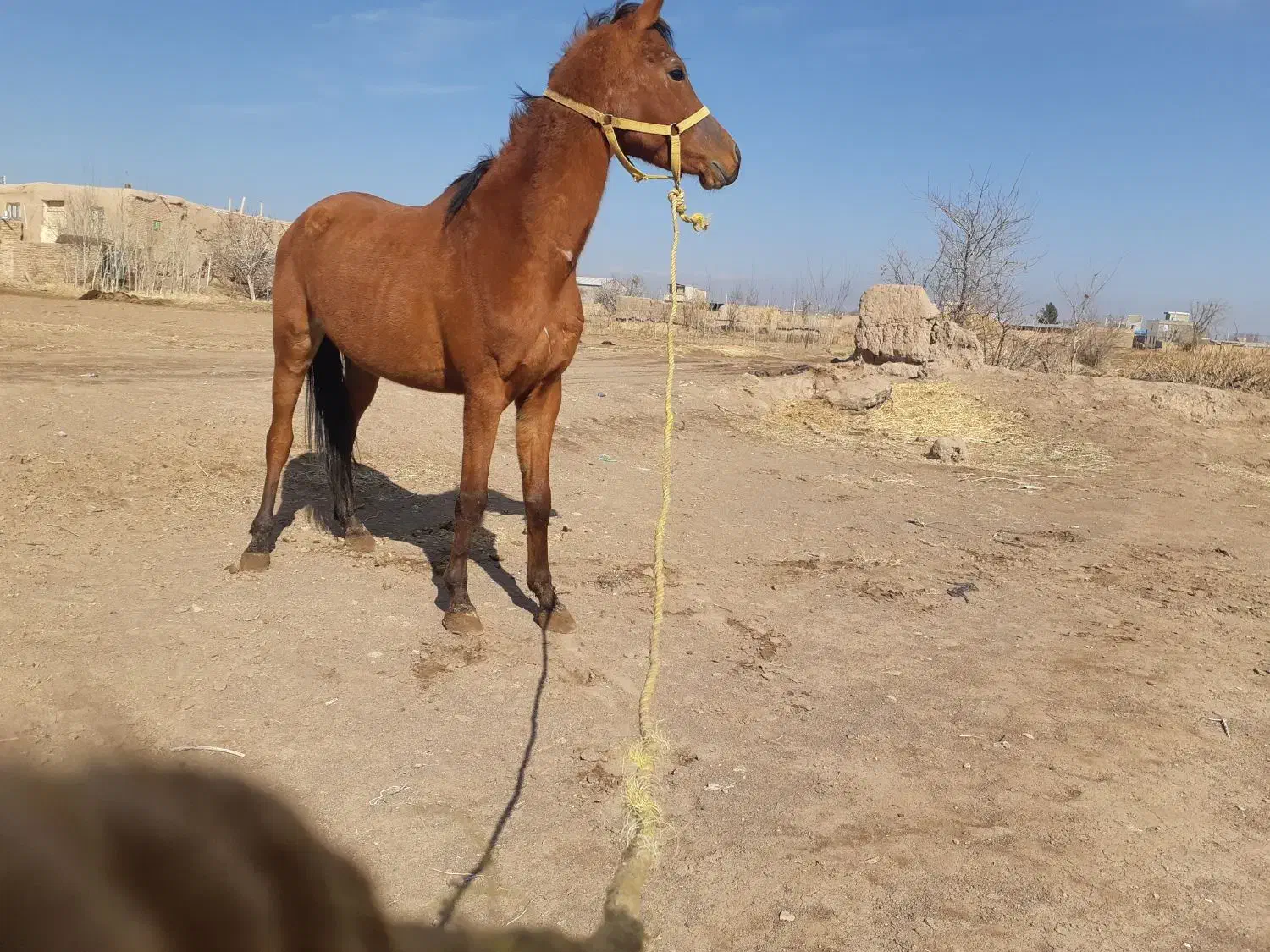 نریان|اسب و تجهیزات اسب‌سواری|دشتابی, |دیوار