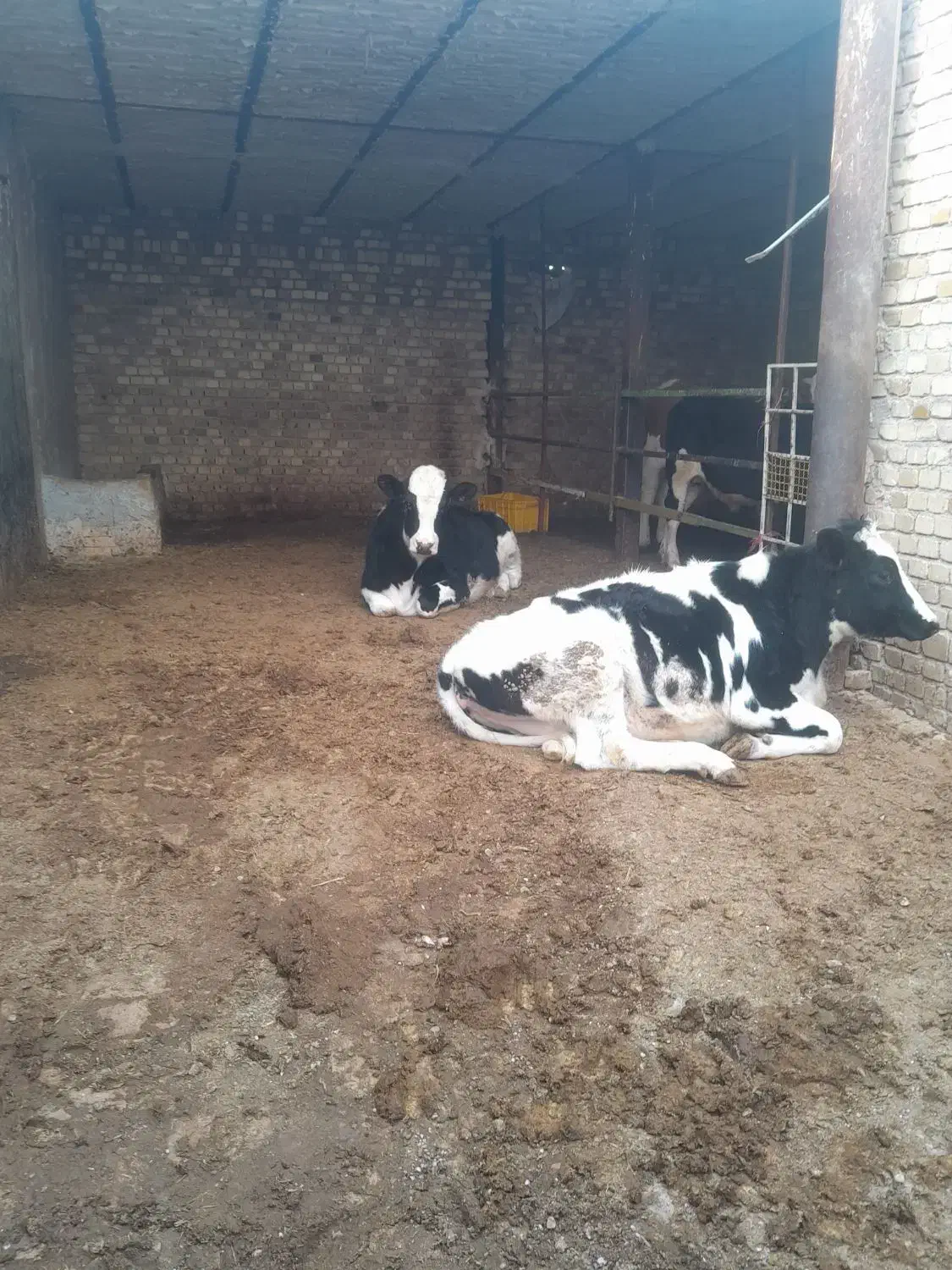 دوراس تلیسه ابستن|حیوانات مزرعه|دشتابی, |دیوار