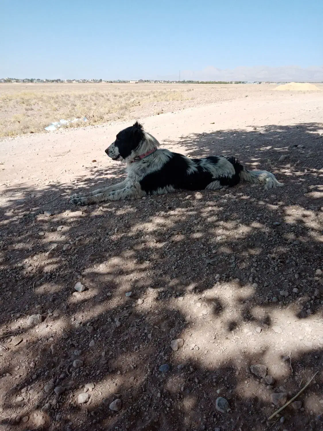 واگذار سگ قدرجونی ماده|سگ|سرچهان, |دیوار