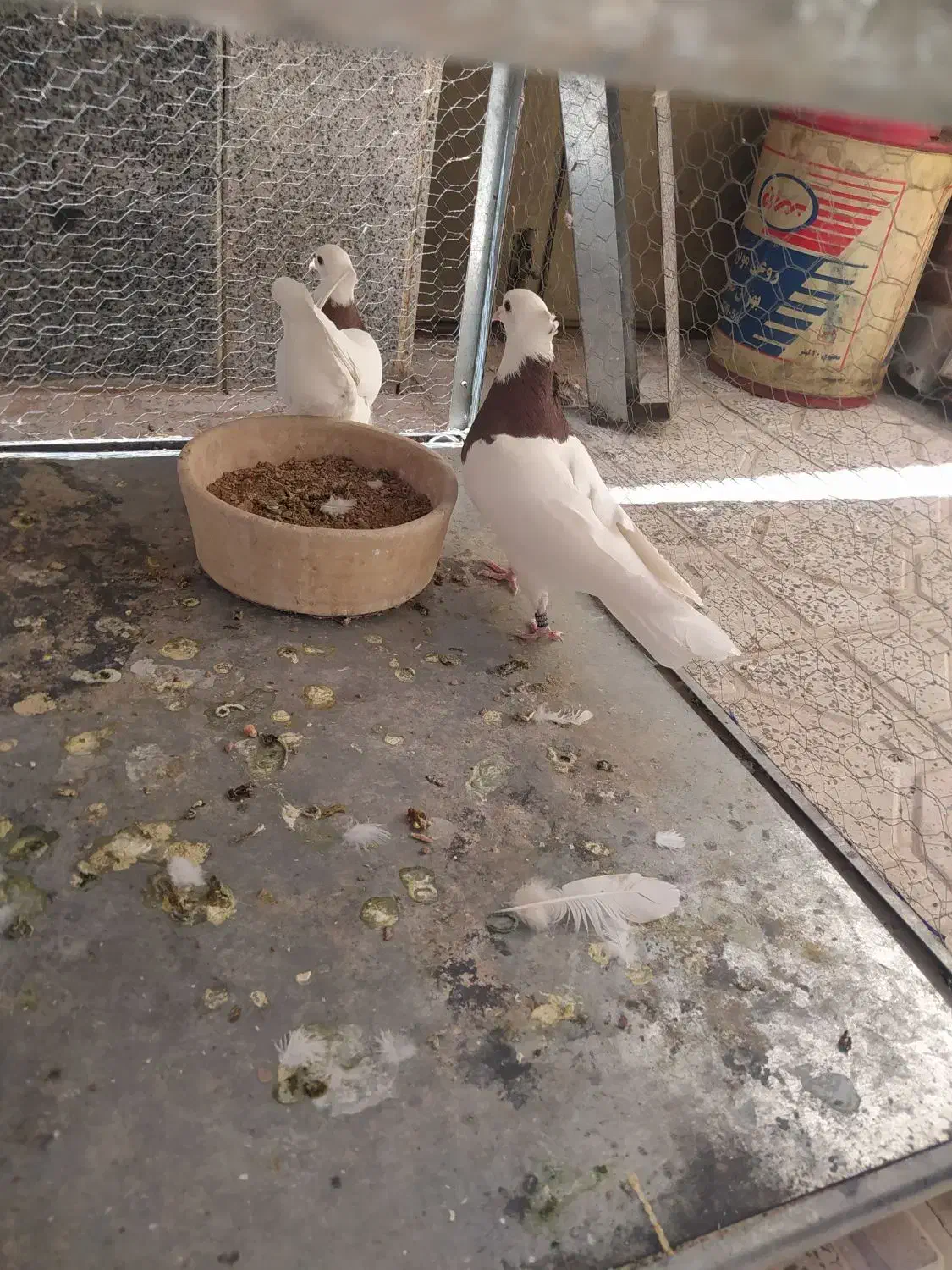 ۶عددطوقی بایه قفس تمام  استیل ۶طبقه|پرنده|دهاقان, |دیوار