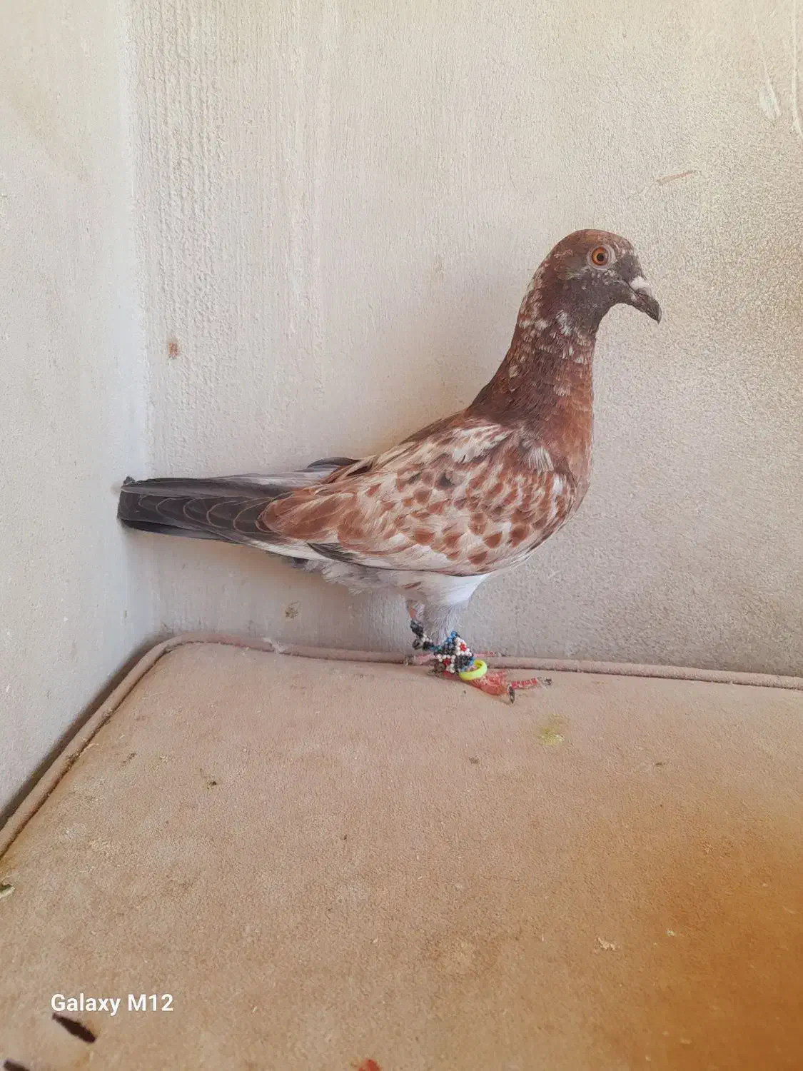 سوسکی نر|پرنده|مشهد, قائم|دیوار