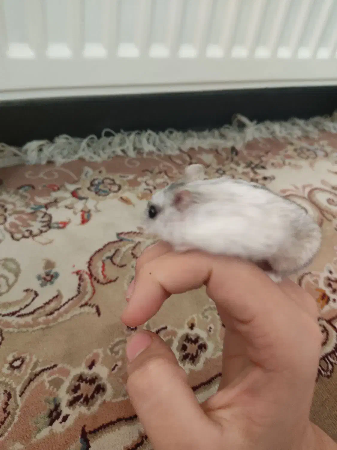 همستر کمپل|موش و خرگوش|فردیس, شهرک ۱۱۰|دیوار