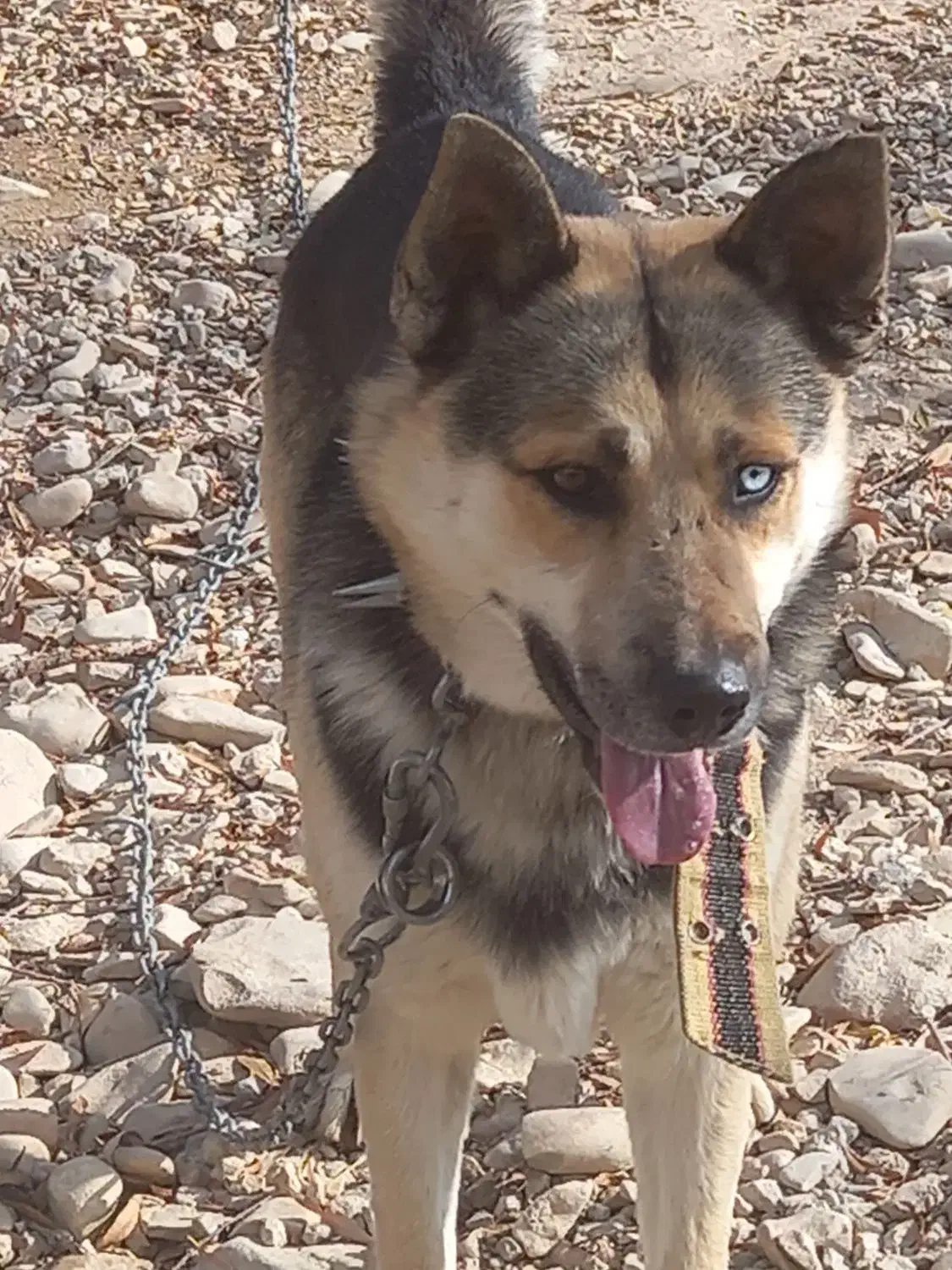 سگ ژرمن هسکی نگهبان|سگ|فیروزکوه, |دیوار