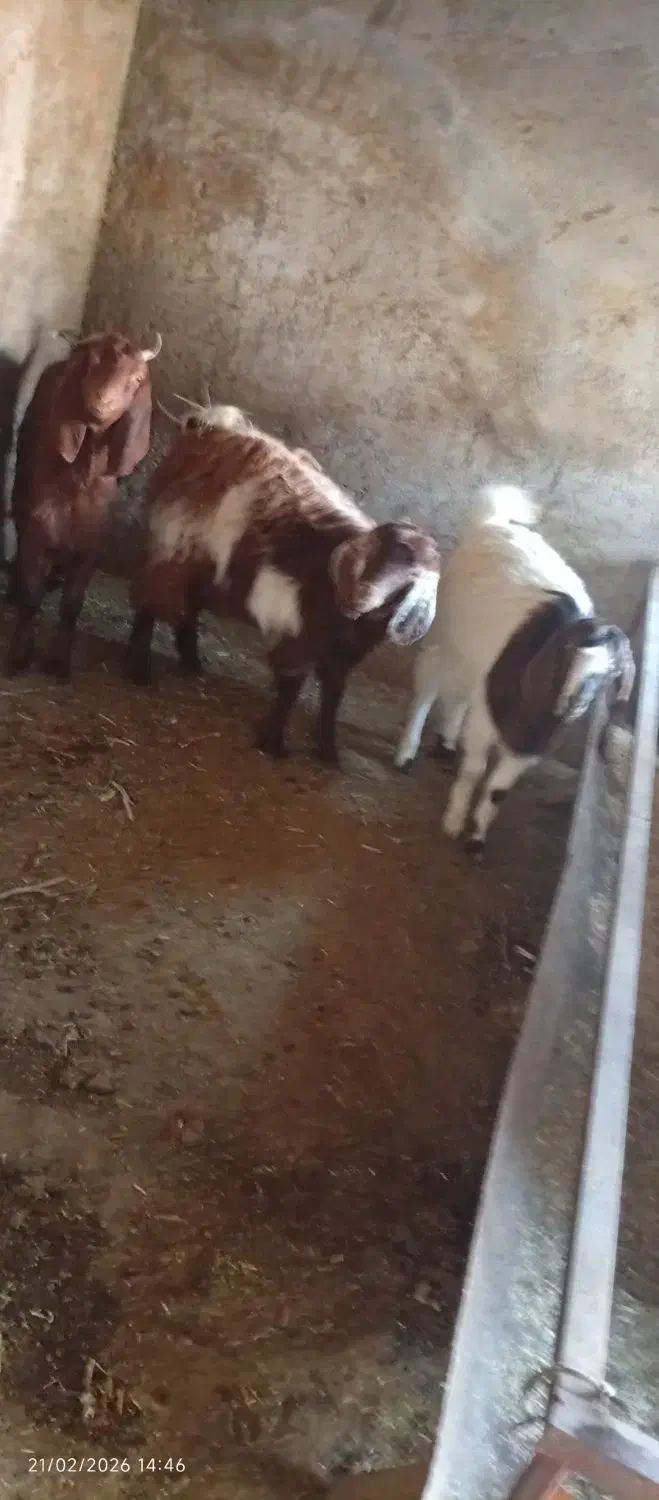 بز فروشی|حیوانات مزرعه|نیشابور, فضل|دیوار