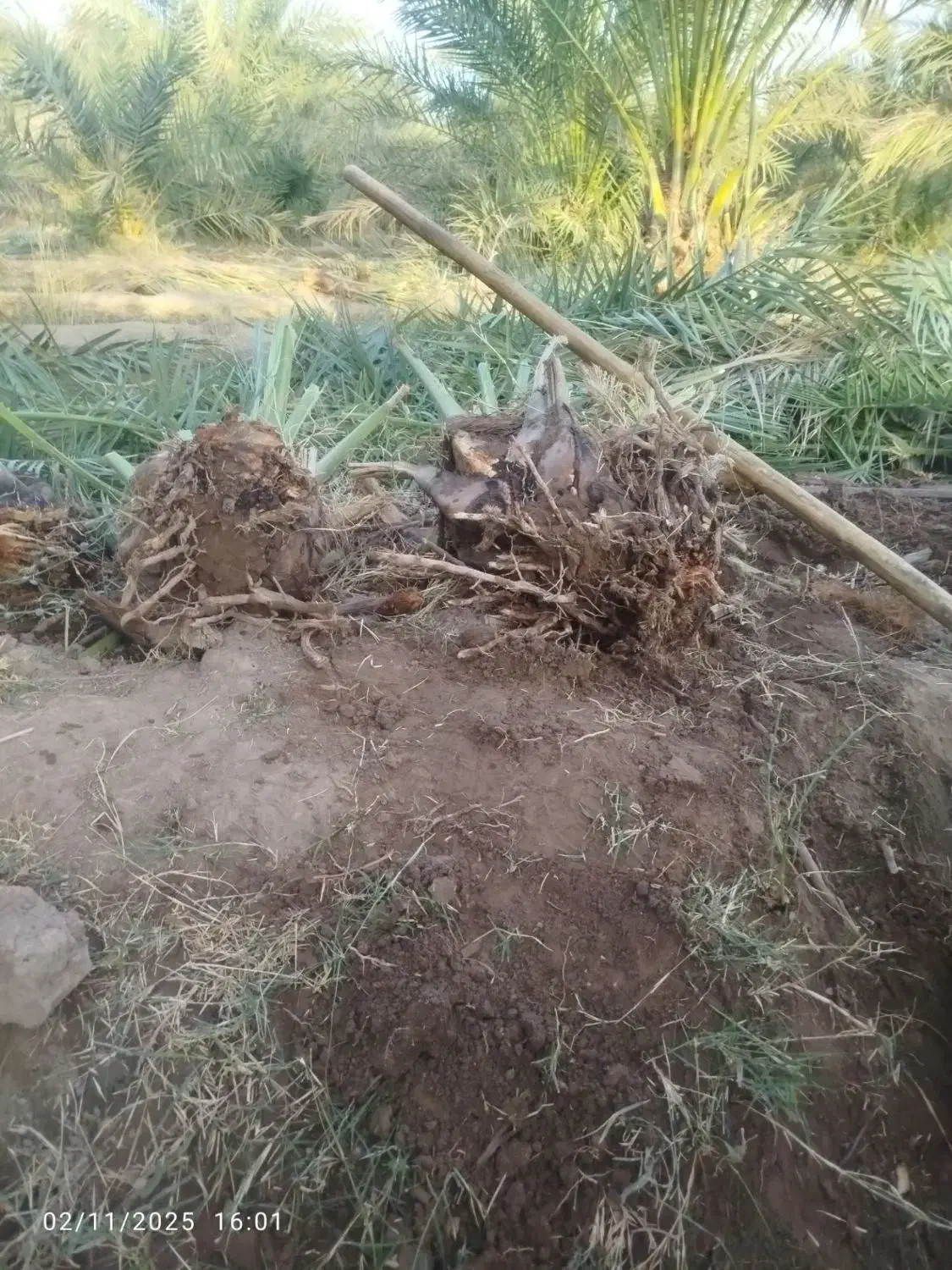 جنگ مضافتی اصل|گل و گیاه طبیعی|بم, |دیوار